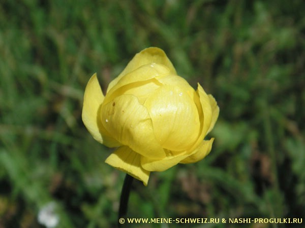 Www.meine-schweiz.ru- Video and Image Hosting