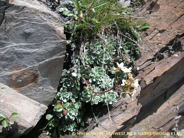 Www.meine-schweiz.ru- Video and Image Hosting