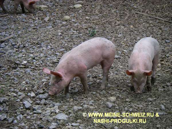 Www.meine-schweiz.ru  