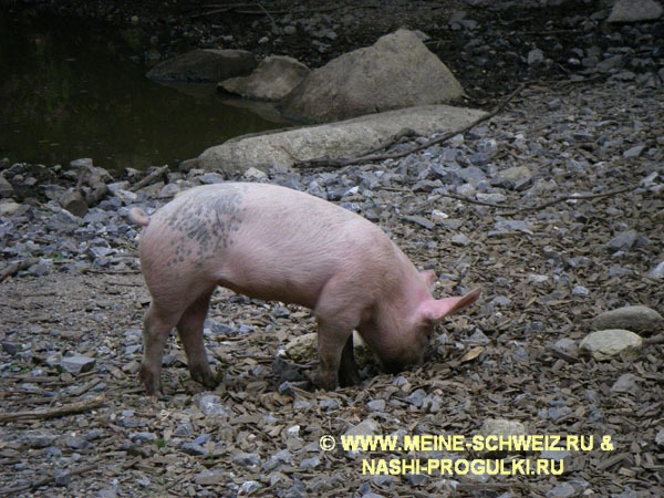 Www.meine-schweiz.ru  